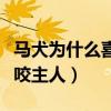 马犬为什么喜欢咬主人裤腿(马犬为什么喜欢咬主人) 马犬为什么喜欢咬主人裤腿(马犬为什么喜欢咬主人)
