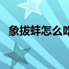 象拔蚌怎么吃好吃又简单（象拔蚌怎么吃）