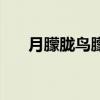 月朦胧鸟朦胧电视剧（月朦胧鸟朦胧）