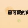 最可爱的狗是什么品种（最可爱的狗）