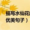 描写水仙花的优美句子15字（描写水仙花的优美句子）