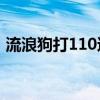 流浪狗打110还是12345（流浪狗怎么处理）