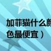 加菲猫什么颜色最便宜又好看(加菲猫什么颜色最便宜) 加菲猫什么颜色最便宜又好看(加菲猫什么颜色最便宜)