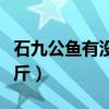 石九公鱼有没有一斤以上的（石九公多少钱一斤）