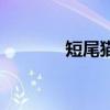 短尾猫是什么品种（短尾猫）