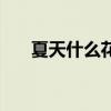 夏天什么花会开（夏天什么莲花填空）