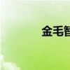 金毛智商高不高（金毛智商）