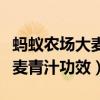 蚂蚁农场大麦若叶青汁真假辨别（蚂蚁农场大麦青汁功效）