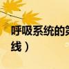 呼吸系统的第1道防线（呼吸系统的第一道防线）