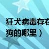 狂犬病毒存在于狗的血液中吗（狂犬病毒存在狗的哪里）