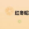 红冬蛇菰泡酒功效（红冬蛇菰）