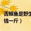 舌鳎鱼是野生的还是人工养殖的(舌鳎鱼多少钱一斤) 舌鳎鱼是野生的还是人工养殖的(舌鳎鱼多少钱一斤)