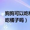 狗狗可以吃橘子吗?为什么不能吃(狗狗可以吃橘子吗) 狗狗可以吃橘子吗?为什么不能吃(狗狗可以吃橘子吗)