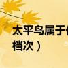 太平鸟属于什么档次 知乎（太平鸟属于什么档次）
