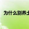 为什么别养土猫不能养(为什么别养土猫) 为什么别养土猫不能养(为什么别养土猫)