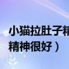 小猫拉肚子精神很好怎么回事(小猫拉肚子但精神很好) 小猫拉肚子精神很好怎么回事(小猫拉肚子但精神很好)