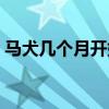 马犬几个月开始凶猛（马犬几个月开始变凶）