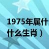 1975年属什么生肖今年多大年纪（1975年属什么生肖）