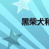 黑柴犬和黄柴犬哪个贵（黑柴犬）