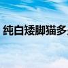 纯白矮脚猫多少钱一只（矮脚猫多少钱一只）