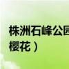 株洲石峰公园樱花什么时候开（株洲石峰公园樱花）