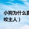 小狗为什么喜欢咬主人的脚（小狗为什么喜欢咬主人）