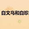 白文鸟和白珍珠鸟区别（白文鸟多少钱一只）