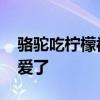骆驼吃柠檬被酸出表情包 疯狂甩头简直太可爱了
