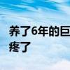 养了6年的巨骨舌鱼把自己摔死了 男子：老心疼了