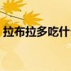 拉布拉多吃什么水果最好（拉布拉多吃什么）