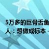 5万多的巨骨舌鱼养了6年，突然冲出鱼缸盖跳缸摔亡，鱼主人：想做成标本 —— 养殖六年悲剧收场