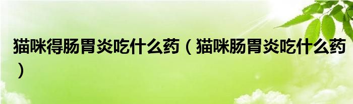 猫咪肠胃炎吃什么药好得快（猫咪得肠胃炎吃了药怎么喂猫粮）