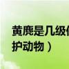 黄麂是几级保护动物2023年（黄麂是几级保护动物）