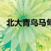 北大青鸟马甸校区怎么样（北大青鸟马甸）