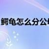 鳄龟怎么分公母 怎么交配（鳄龟怎么分公母）