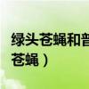 绿头苍蝇和普通苍蝇的区别（绿头苍蝇和普通苍蝇）