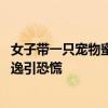 女子带一只宠物蜜袋鼯上飞机致航班延误，已被行拘 宠物逃逸引恐慌