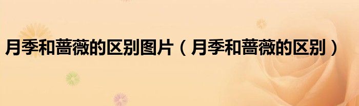 月季和蔷薇是一个科的吗（月季和蔷薇的区别及图片）