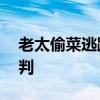 老太偷菜逃跑摔伤 向菜主索赔8万 法院这样判