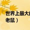 世界上最大的老鼠图片 巨型（世界上最大的老鼠）