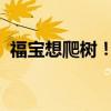 福宝想爬树！福猪猪变福兔兔，松弛感一绝