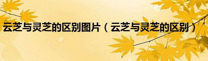 云芝和灵芝一样吗（云芝和灵芝孢子粉区别）