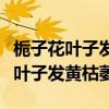栀子花叶子发黄枯萎给他剪短会死吗（栀子花叶子发黄枯萎）