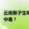 云南猴子生啃见手青，网友震惊：猴子会不会中毒？