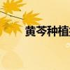 黄芩种植技术视频（黄芩种植技术）