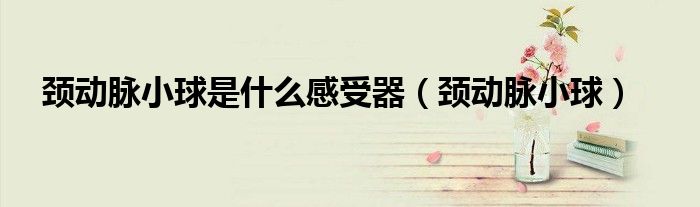 颈动脉小球是颈动脉体吗（颈动脉小球属于什么感受器）