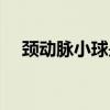 颈动脉小球是什么感受器（颈动脉小球）