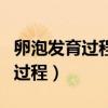 卵泡发育过程大致经过哪四个阶段（卵泡发育过程）