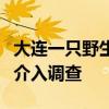 大连一只野生梅花鹿鹿角疑似被盗割，警方已介入调查