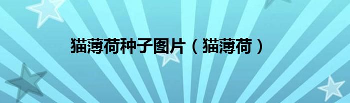 猫薄荷种子是什么样子的（猫薄荷种子对猫有用吗）